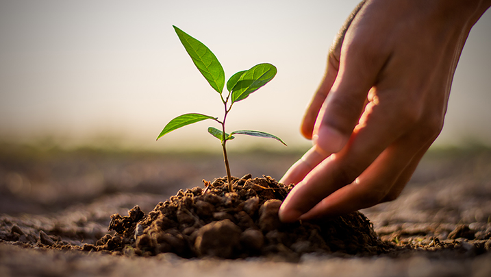 Two,Hands,Of,The,Men,Were,Planting,The,Seedlings,Into